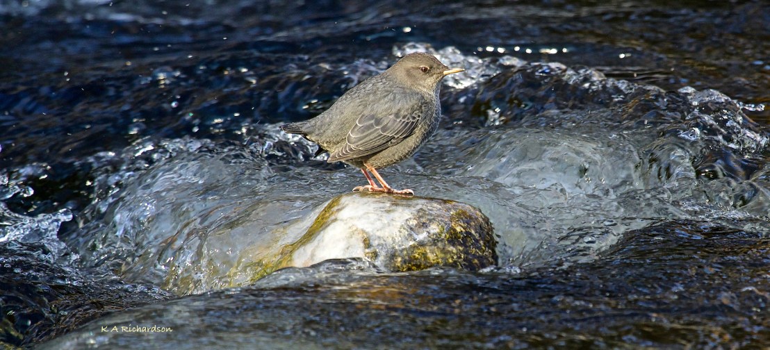 American Dipper - 5
