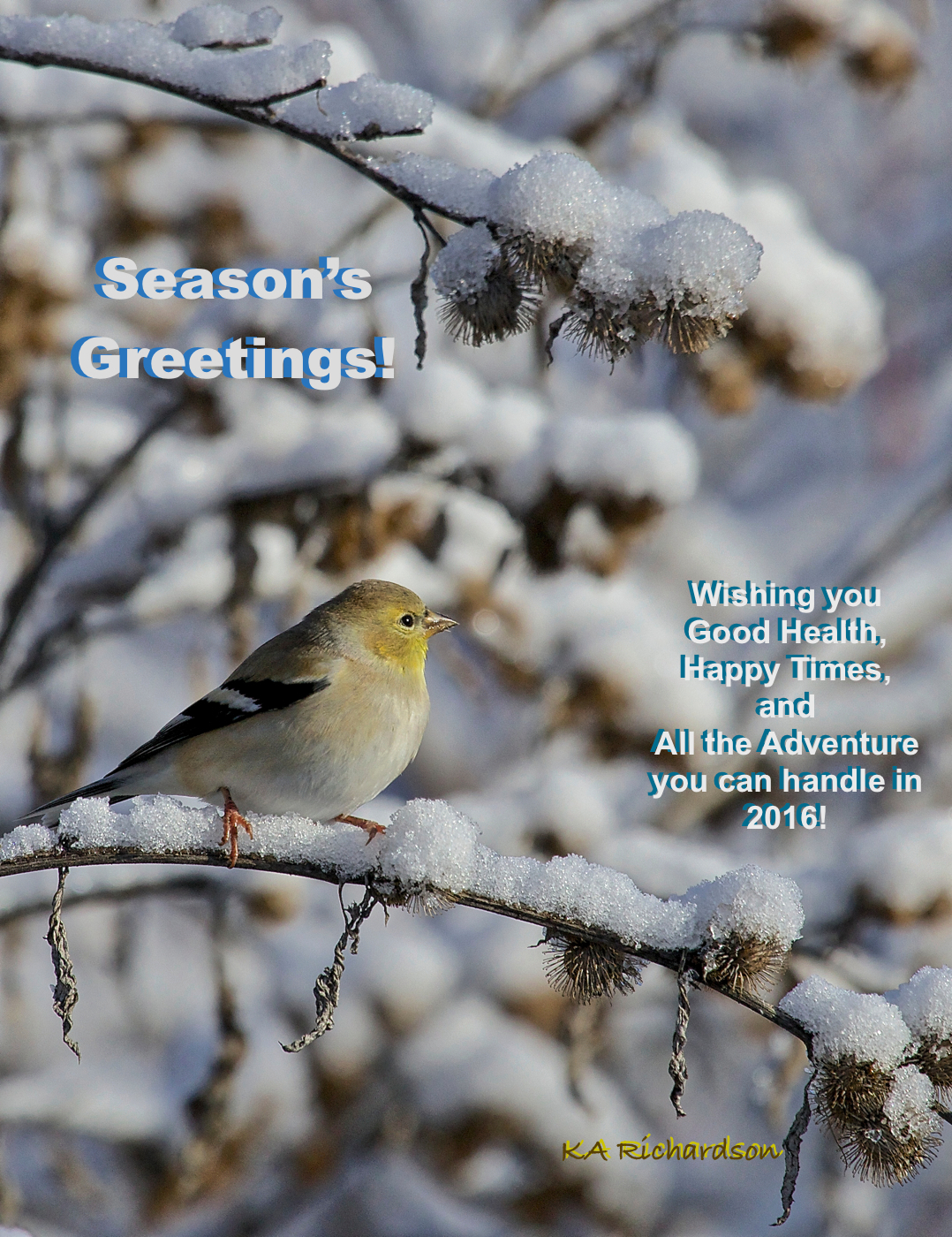 American Goldfinch on snow - 1