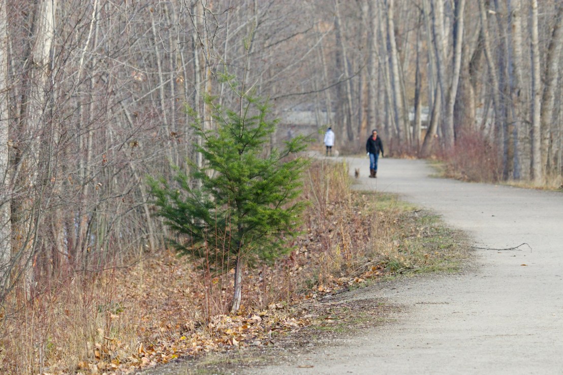 Celebration Tree unadorned