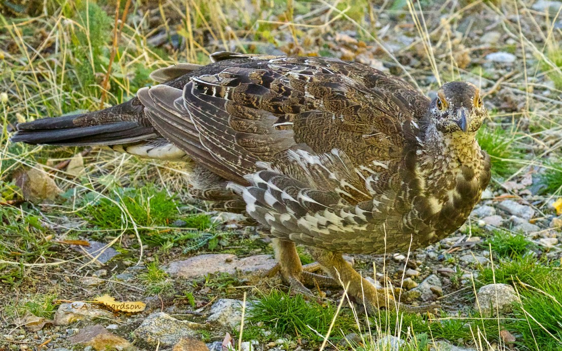 Dusky Grouse - 37a