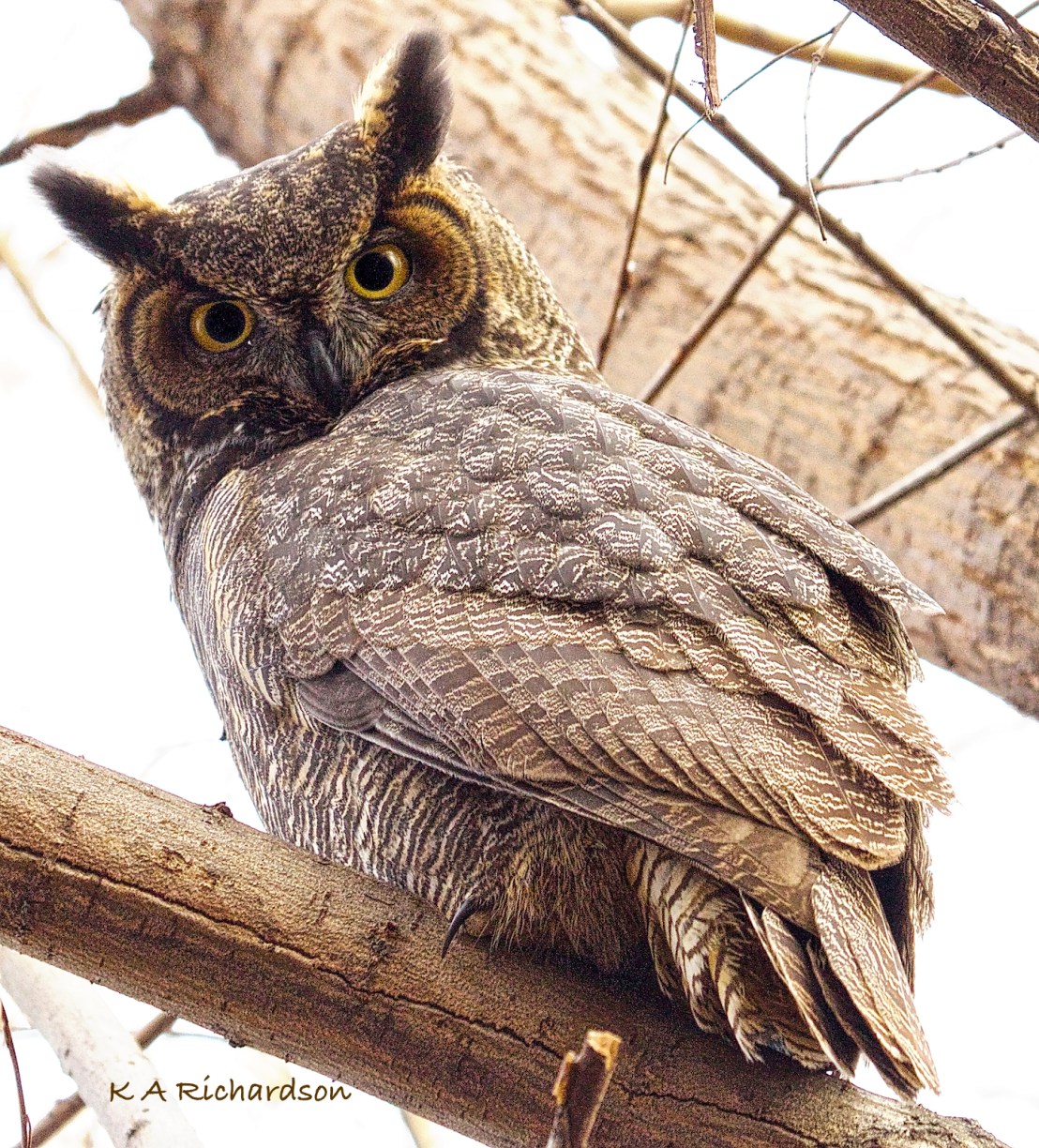 Great Horned Owl - 1