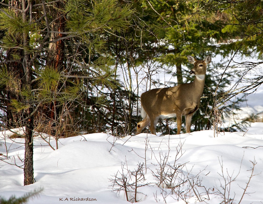 Whitetail yearling