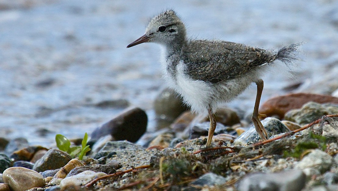 Spotted Sandpiper chick - 02
