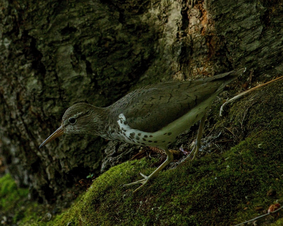 Spotted Sandpiper mother - 9a