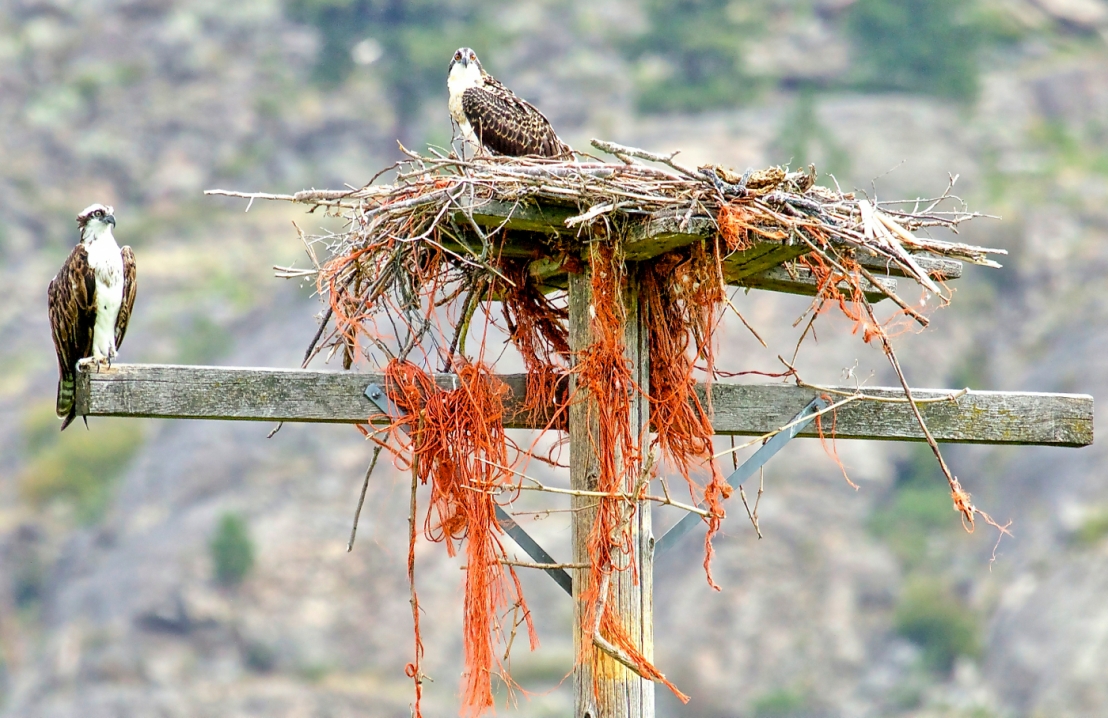 Ospreys' nest Osoyoos - 1