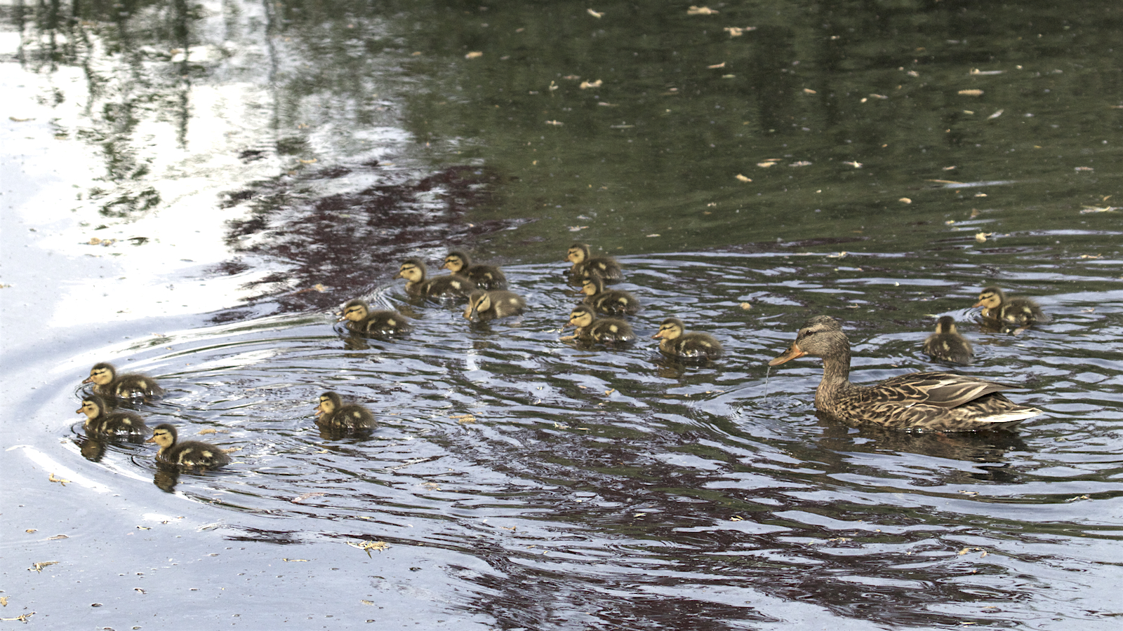 Mallard family