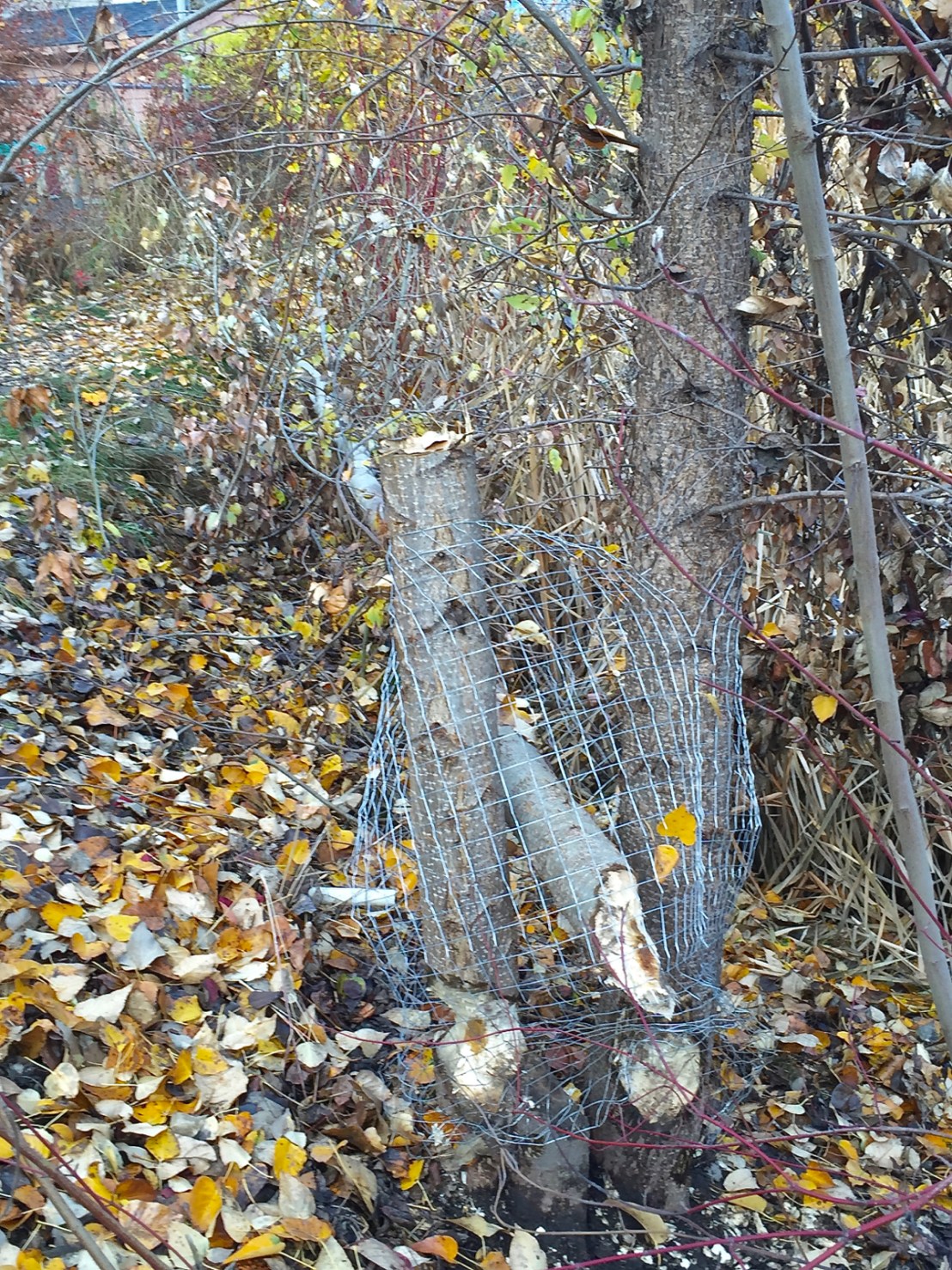Belmont Beaver damage
