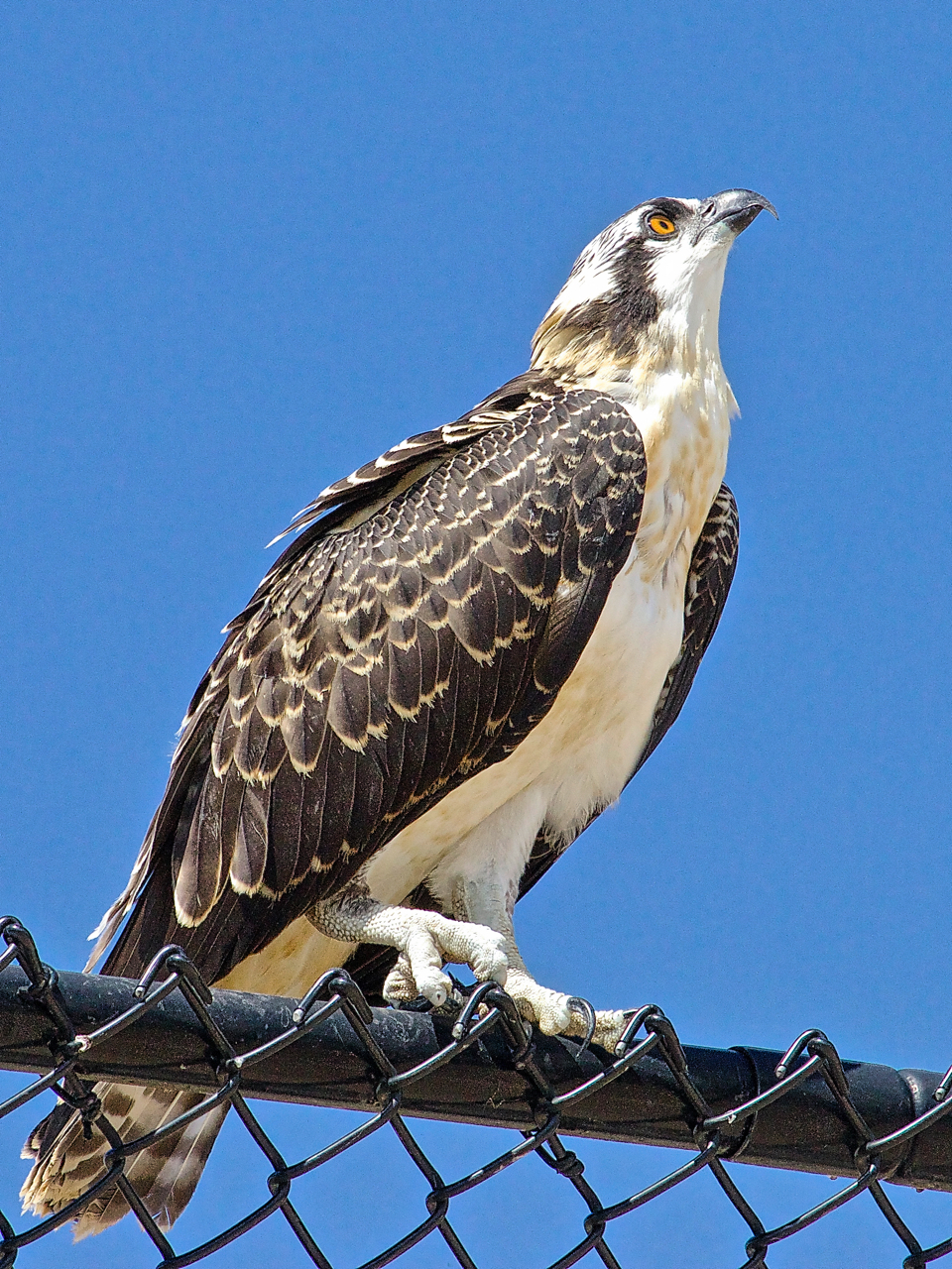 fledgling-osprey-mission-rec-pk-08a