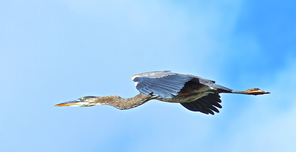 great-blue-heron-gliding