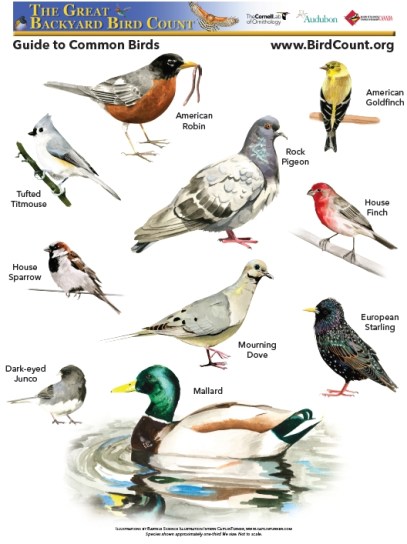 guide-to-common-birds-count