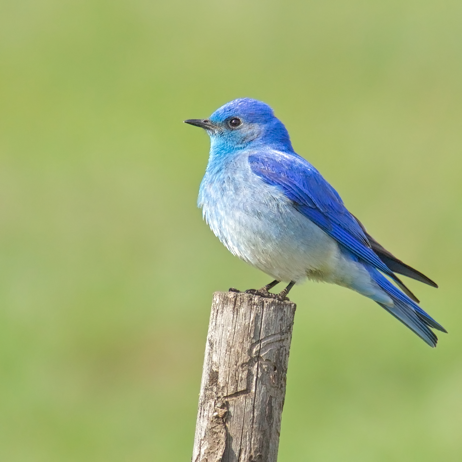 Mountain Bluebird male – Version 2