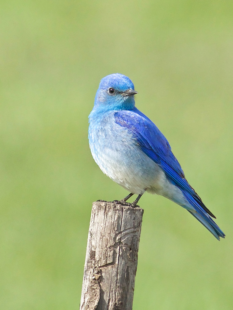Mountain Bluebird male