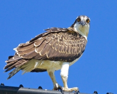 pre-osprey-closeup
