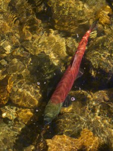 Spawning Kokanee