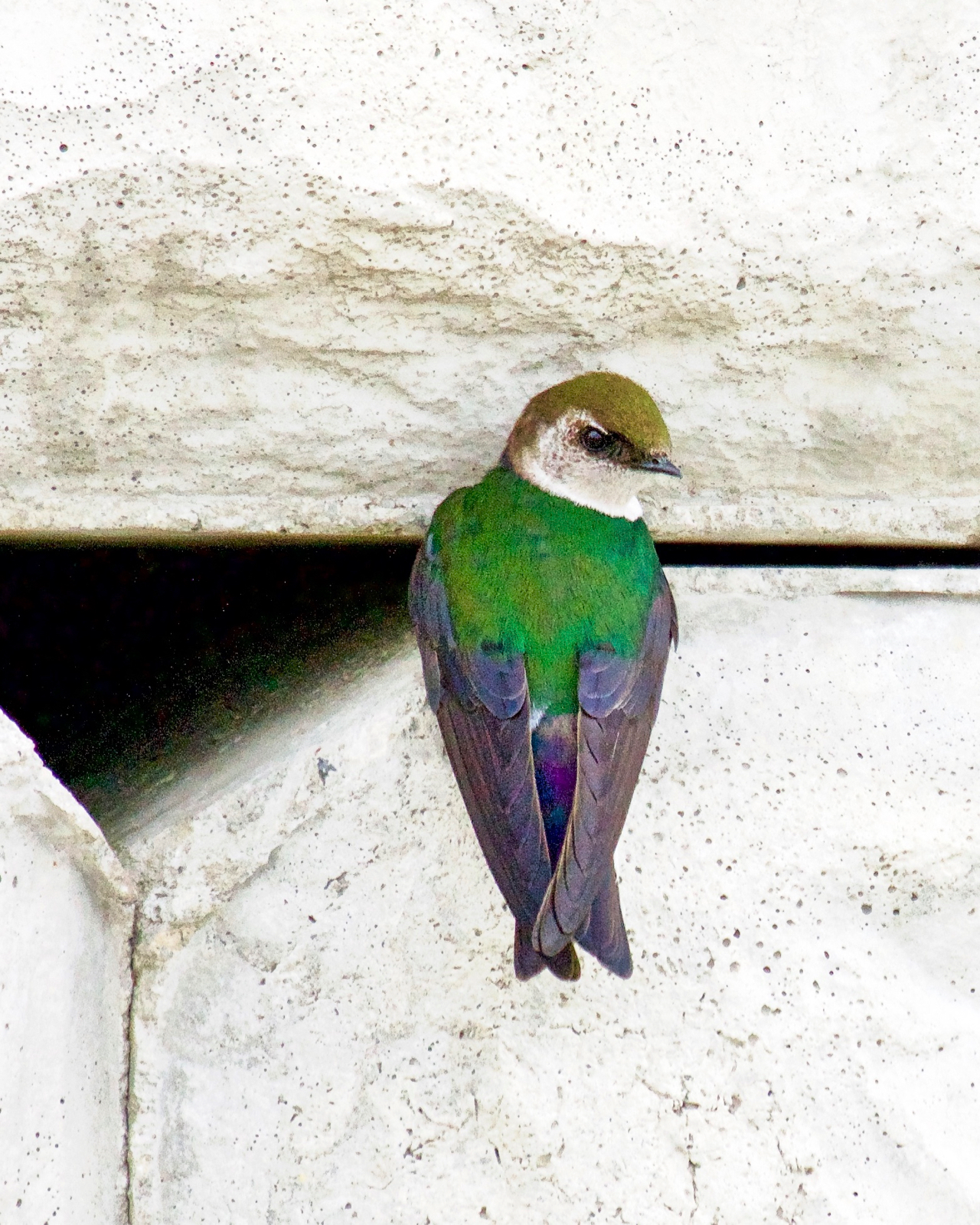 Violet-green Swallow