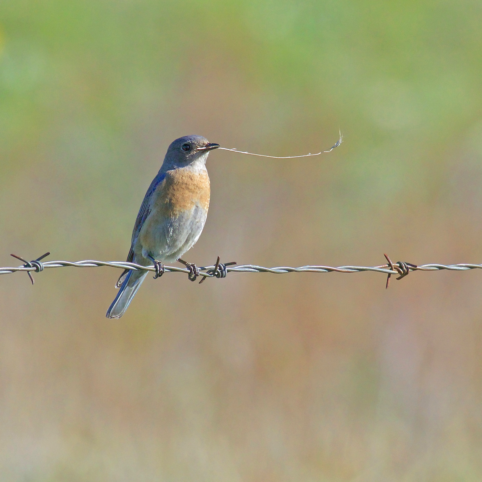 Western Bluebird