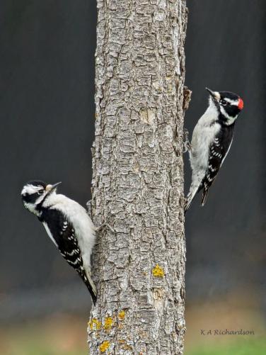 downy-woodpeckers