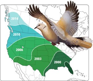 ecdoveexpansion-greene