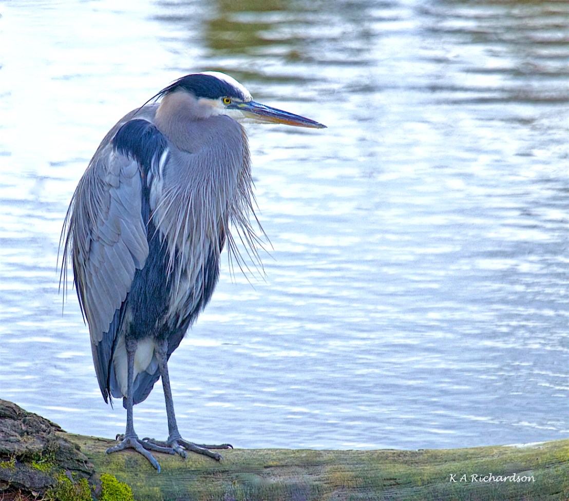 Great Blue Heron - Rotary Marsh