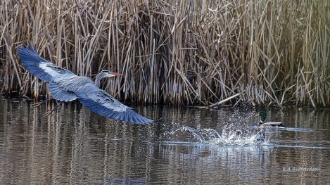 hider-the-buzz-bomb-3
