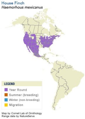 house-finch-range-cornell