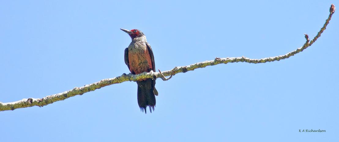 lewiss-woodpecker-on-the-long-branch