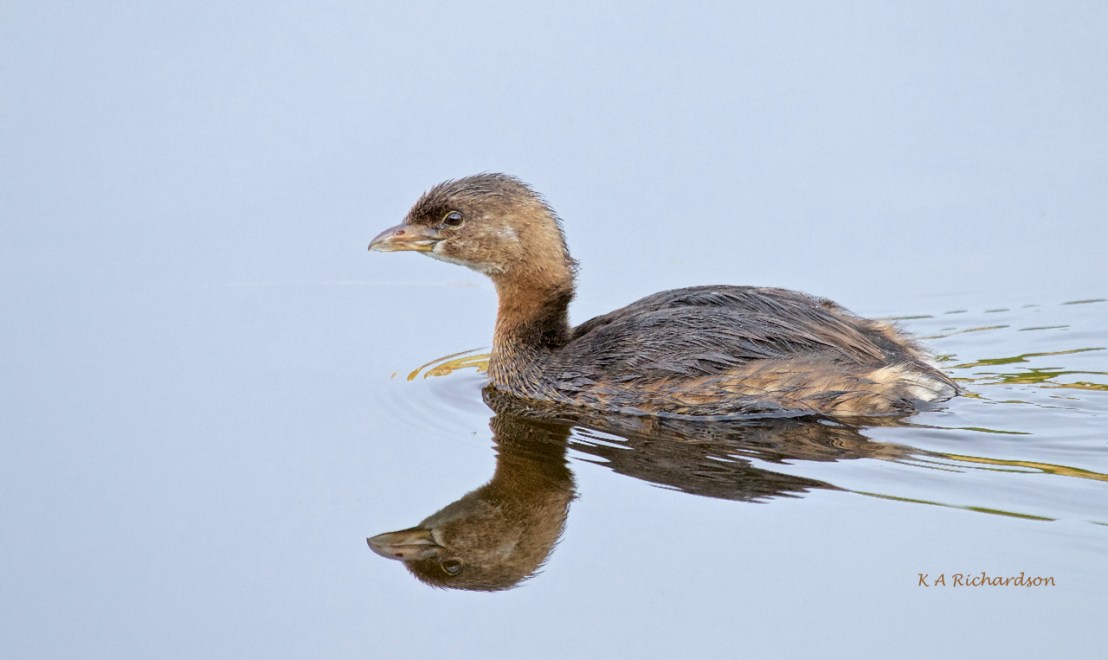 Pied-billed Grebe