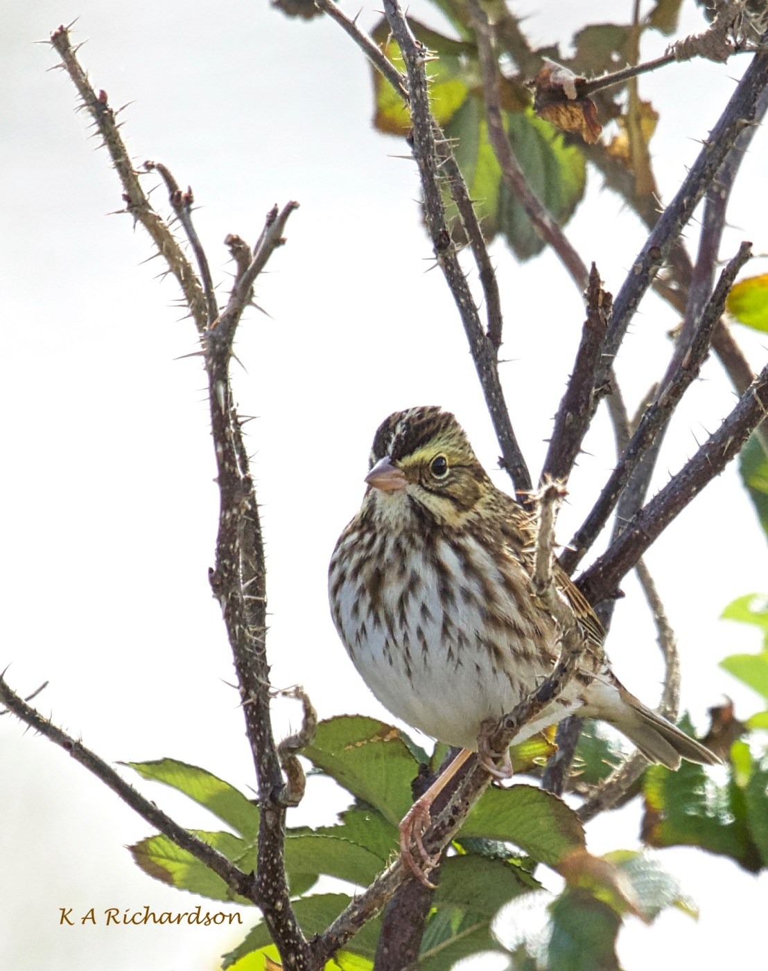 Savannah Sparrow cleaned up
