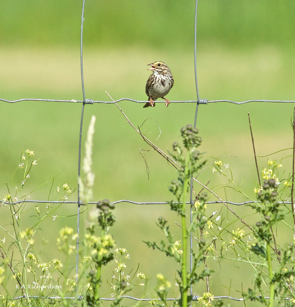 Savannah Sparrow climber 3