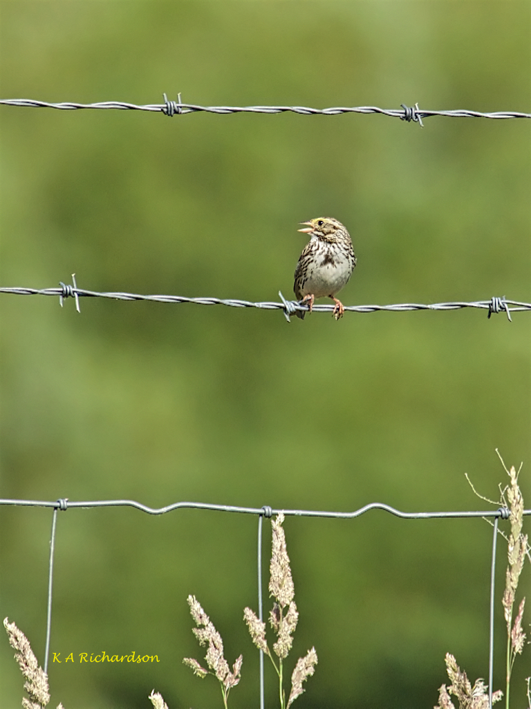Savannah Sparrow climber 4