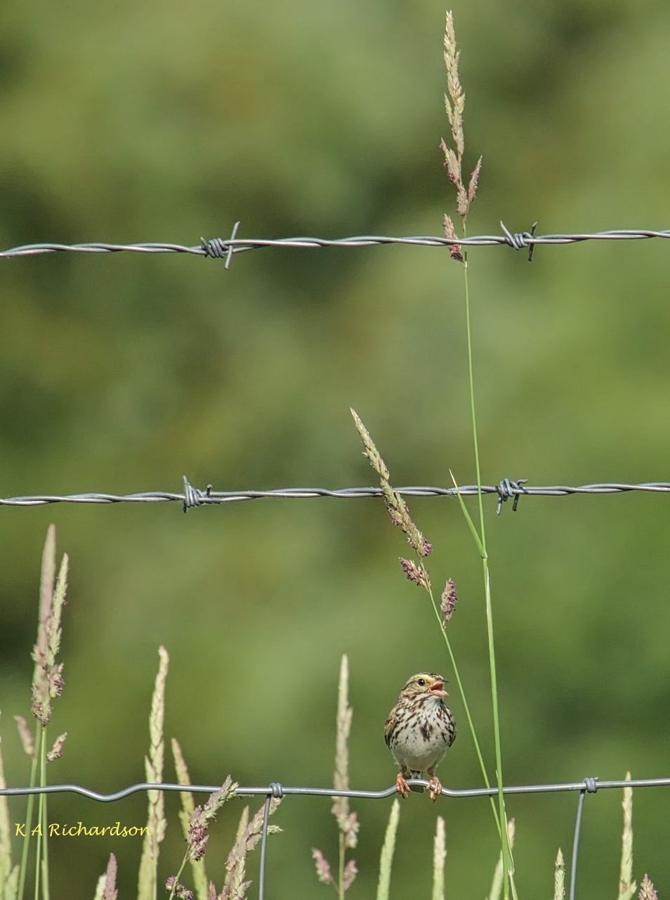 Savannah Sparrow