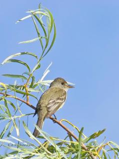 willow-flycatcher-3