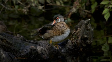 Juvenile Wood Duck ed outside Photos