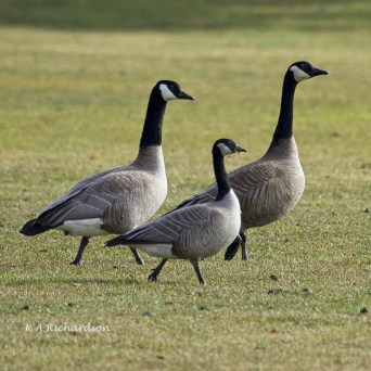 Canada Geese with Cackling Goose