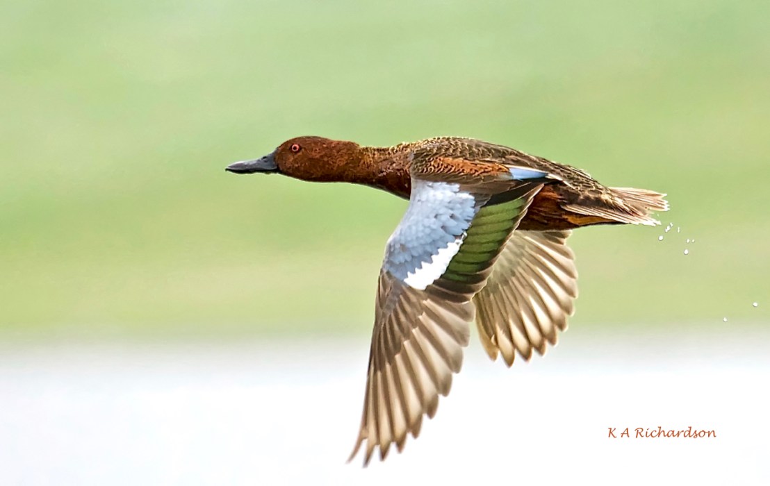Cinnamon Teal in flight