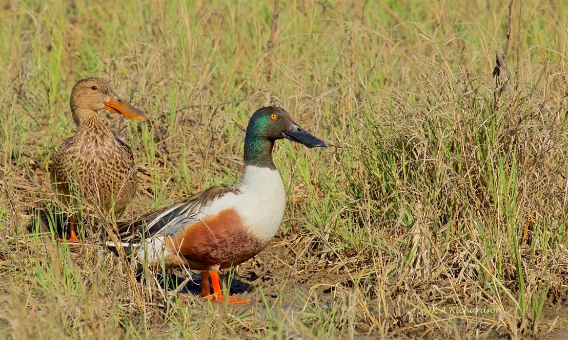 northern-shovelers-2
