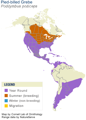 pied-billed-grebe-range-cornell