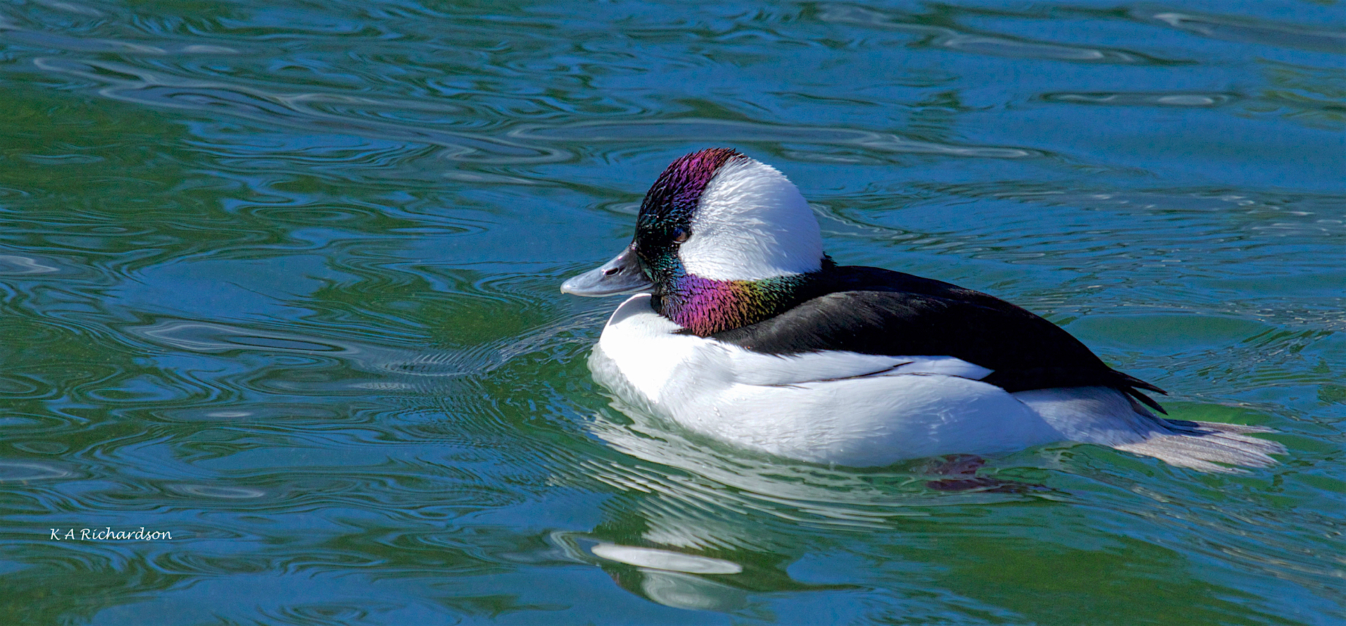 Bufflehead drake