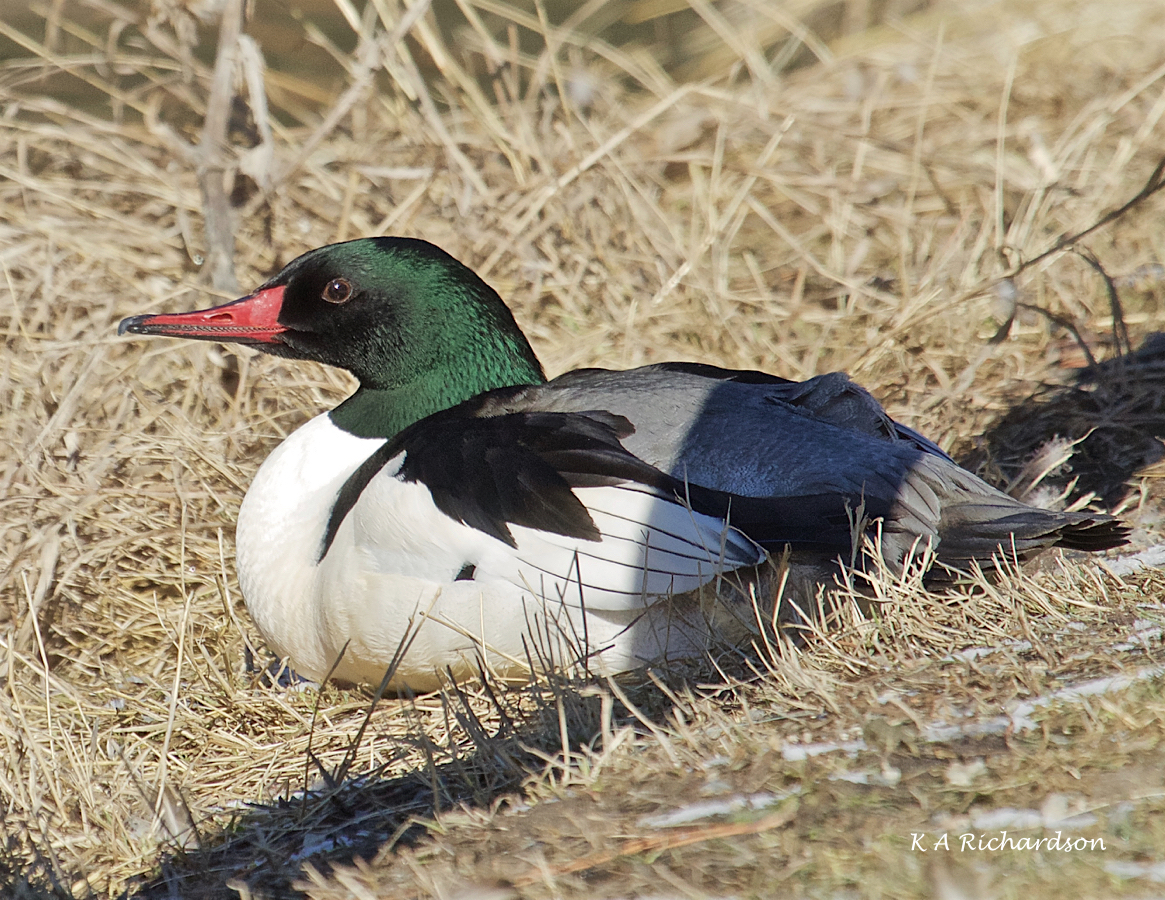 Common Merganser drake -