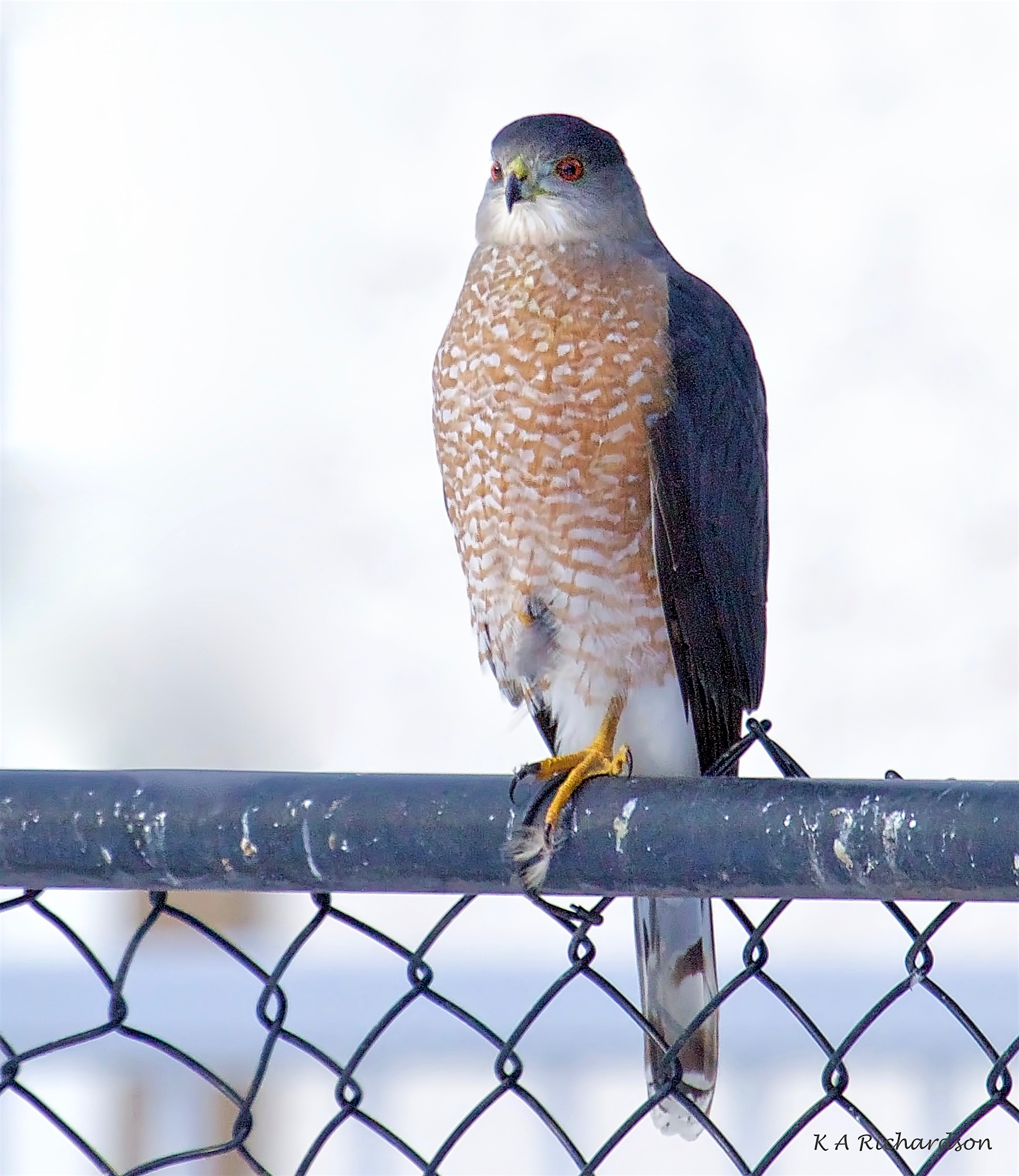 Cooper's Hawk (1).jpg