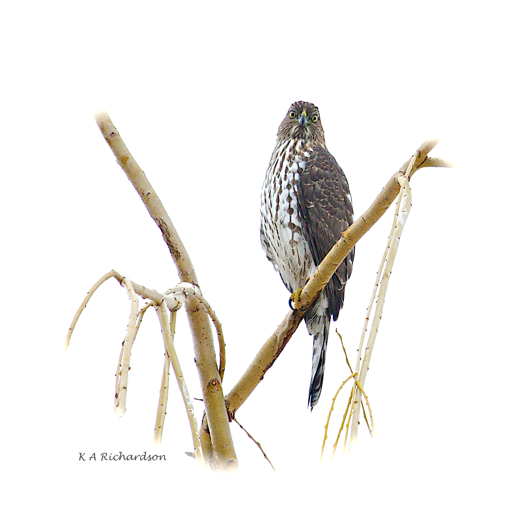 Cooper's Hawk juvenile.jpg