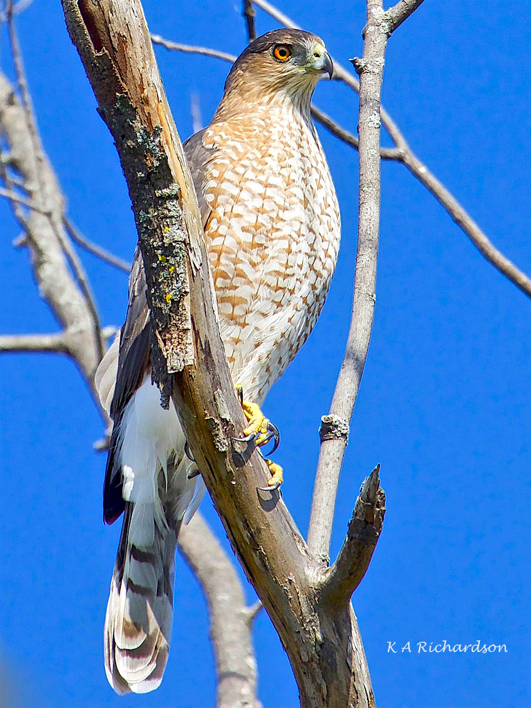 Cooper's Hawk, Ottawa.jpg