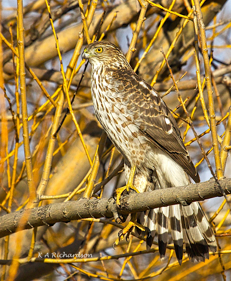 Cooper's juvenile (male?) - 2 - Version 2.jpg