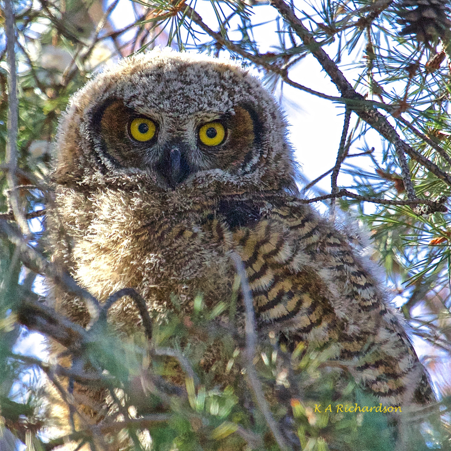 Courthouse Owlet - 160317 - 1