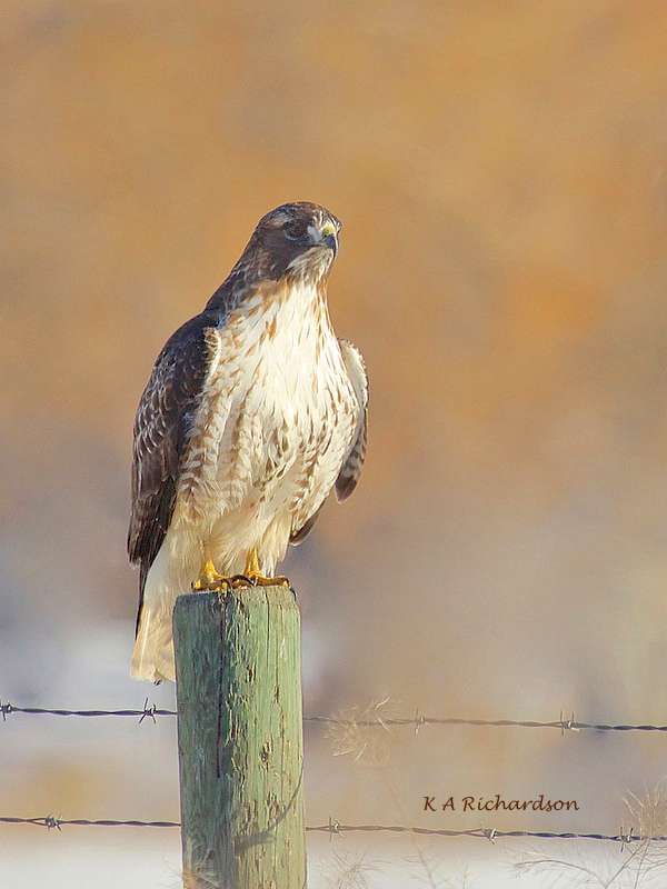 Harri on a fence post of the east side of Thomson Brook.jpg
