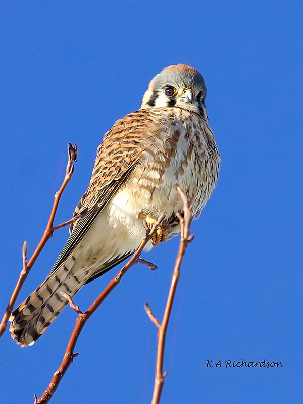 Kessie against a cerulean sky.jpg