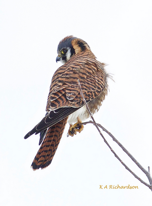 Kessie looking for lunch.jpg