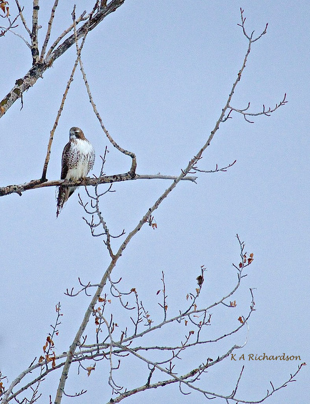 Re'ddy in Michaelbrook Raptor Tree.jpg