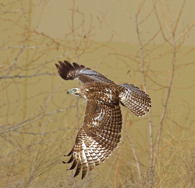 Whitey catches a vole - 1.jpg