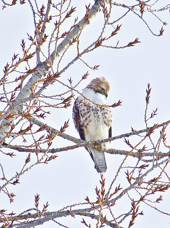 Whitey grooming in the Thomson Marsh Raptor Tree.jpg